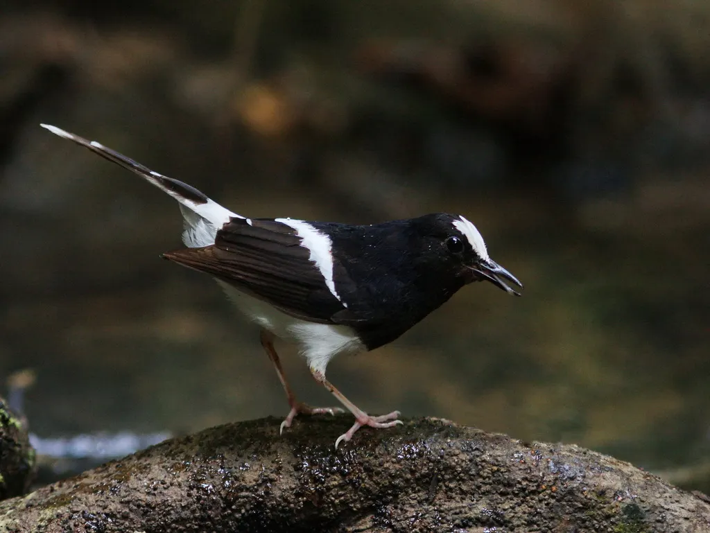 白冠燕尾(Enicurus leschenaulti)