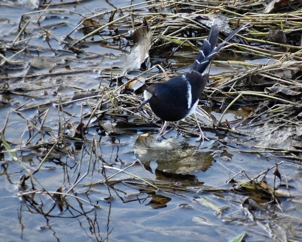 白冠燕尾(Enicurus leschenaulti)