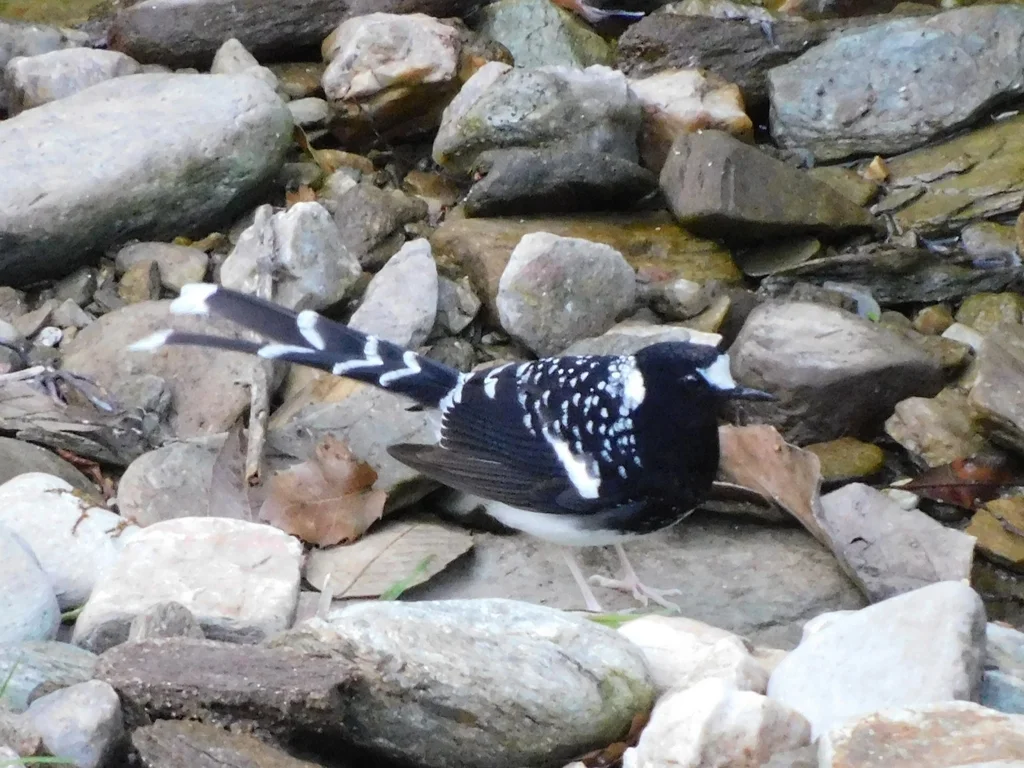 斑背燕尾(Enicurus maculatus)