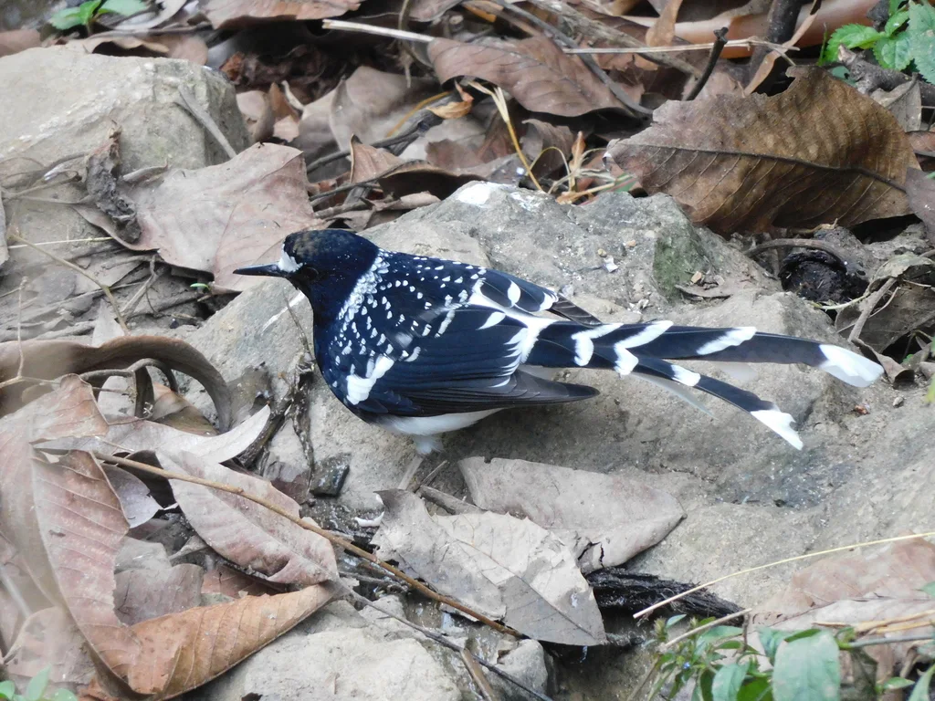斑背燕尾(Enicurus maculatus)