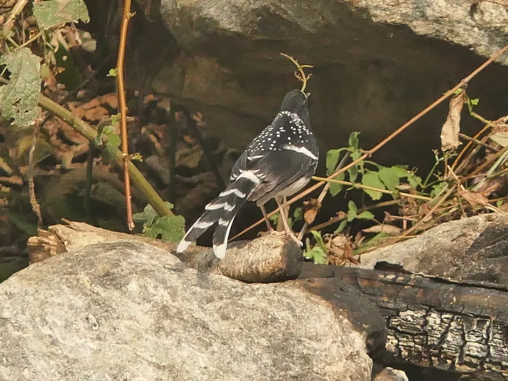 斑背燕尾(Enicurus maculatus)