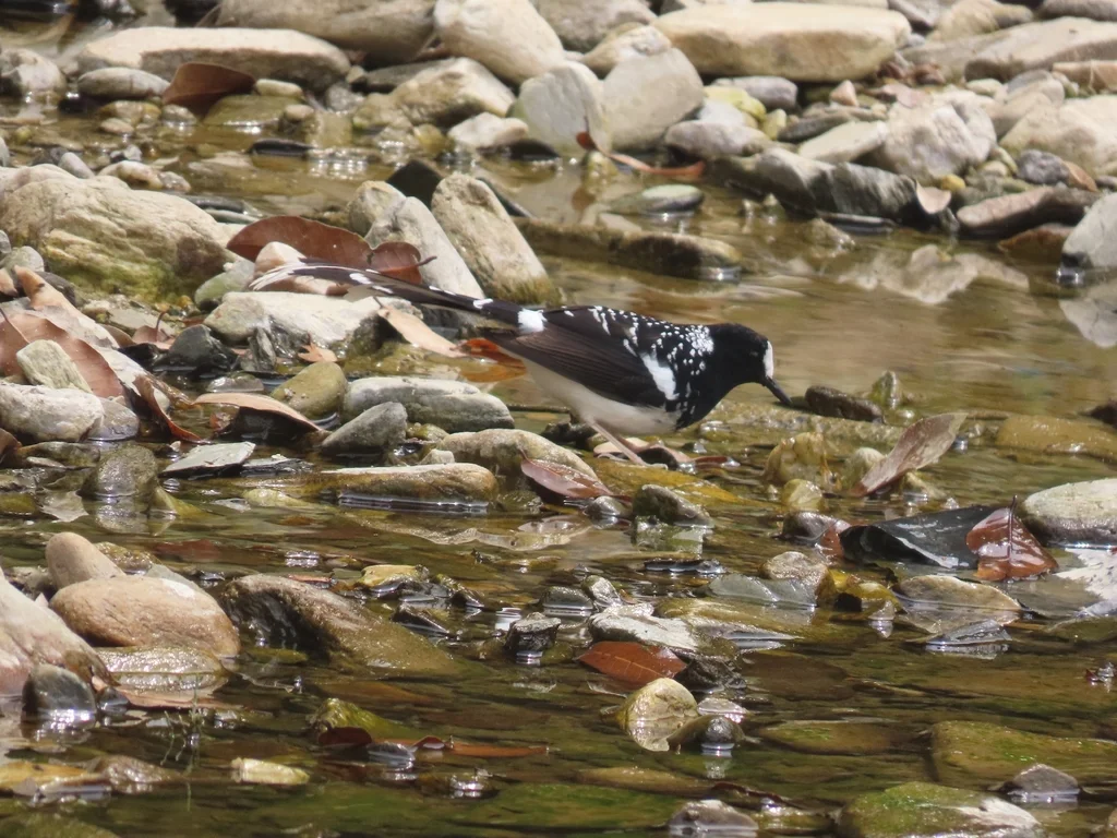 斑背燕尾(Enicurus maculatus)