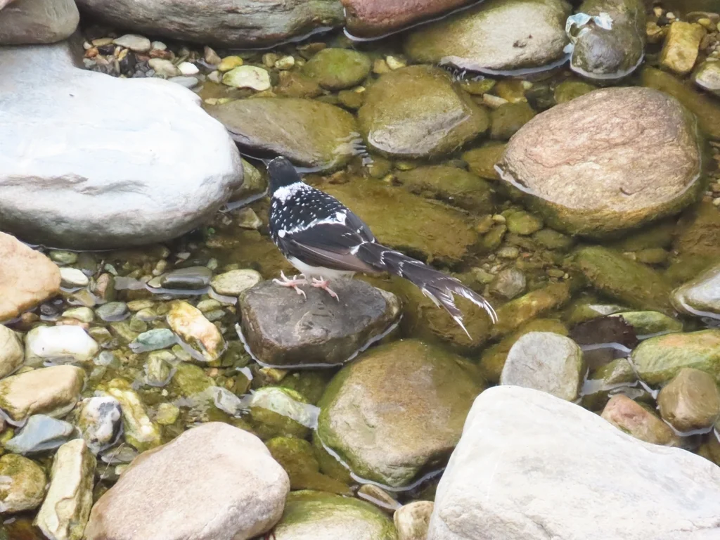 斑背燕尾(Enicurus maculatus)