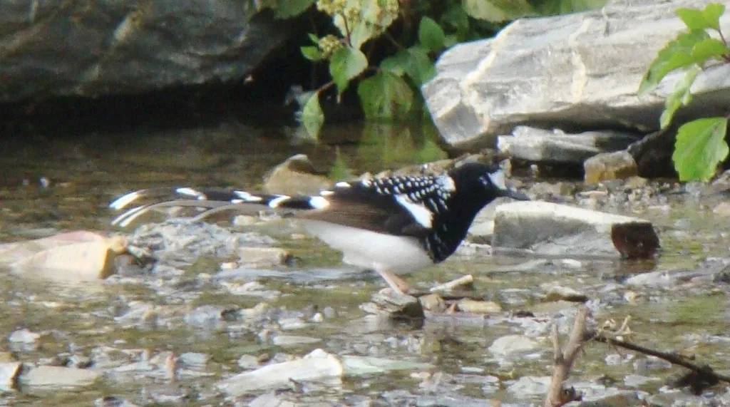 斑背燕尾(Enicurus maculatus)