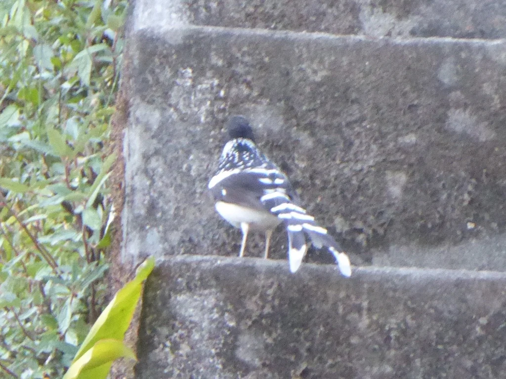 斑背燕尾(Enicurus maculatus)