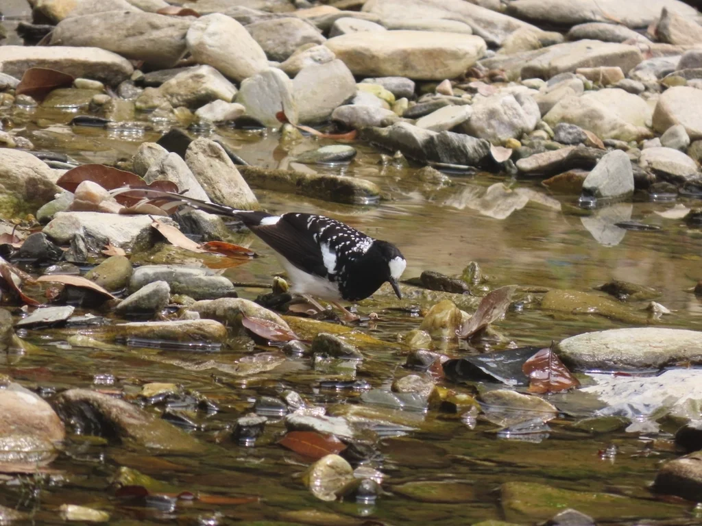 斑背燕尾(Enicurus maculatus)