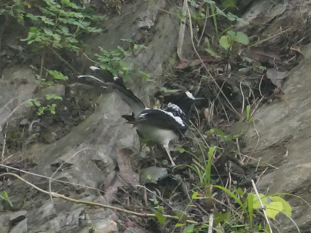 斑背燕尾(Enicurus maculatus)