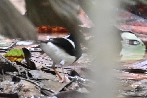 栗枕燕尾(Enicurus ruficapillus)
