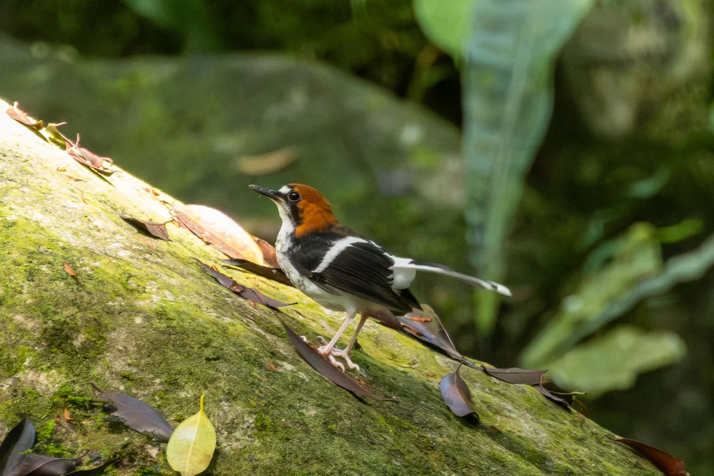 栗枕燕尾(Enicurus ruficapillus)