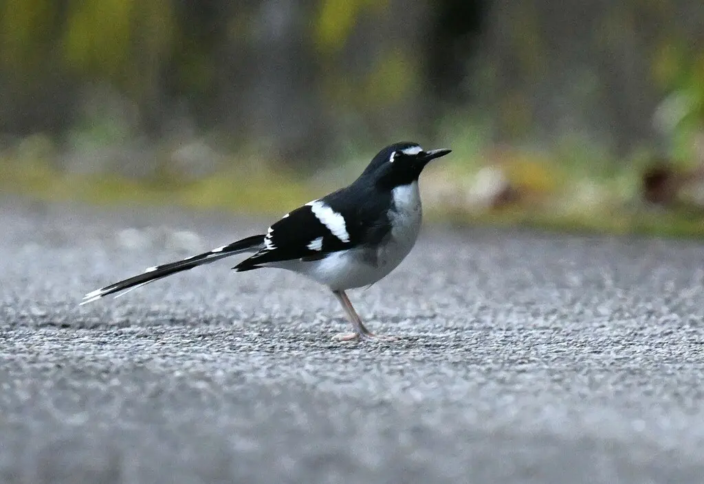 灰背燕尾(Enicurus schistaceus)