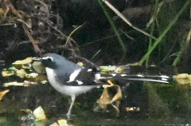 灰背燕尾(Enicurus schistaceus)