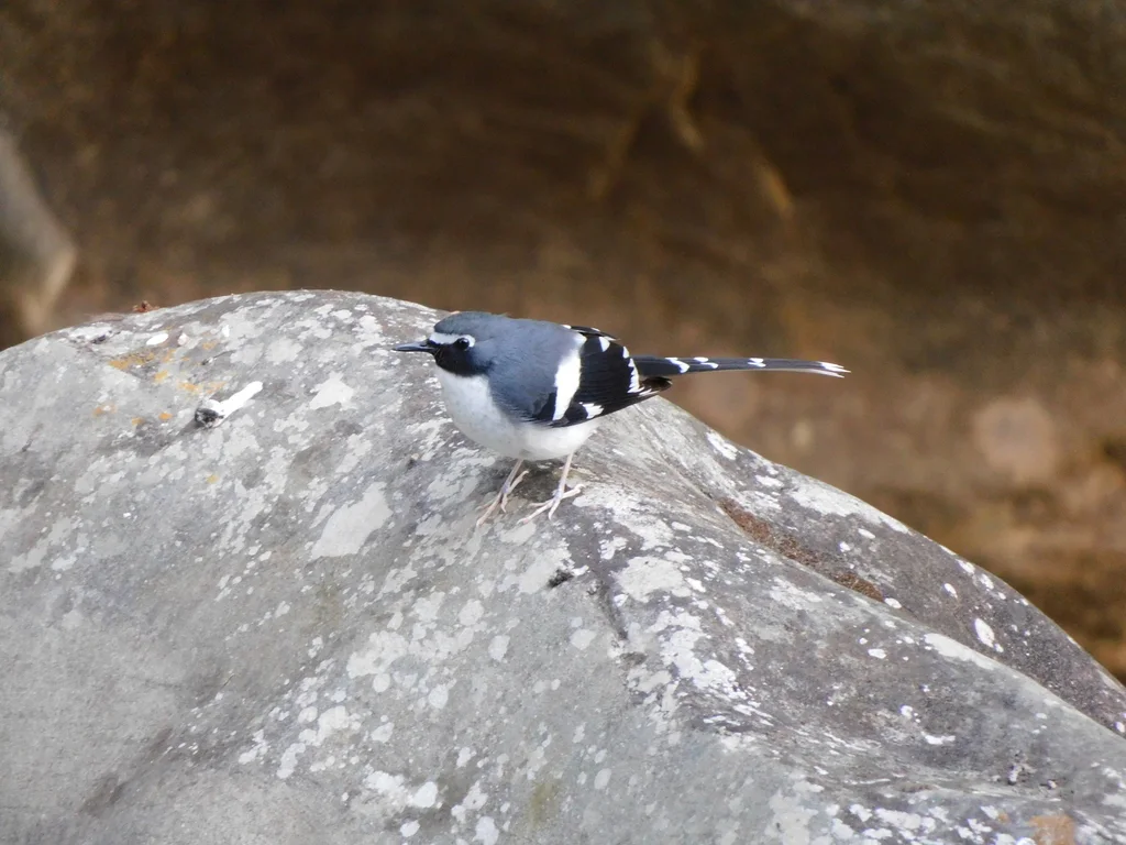 灰背燕尾(Enicurus schistaceus)
