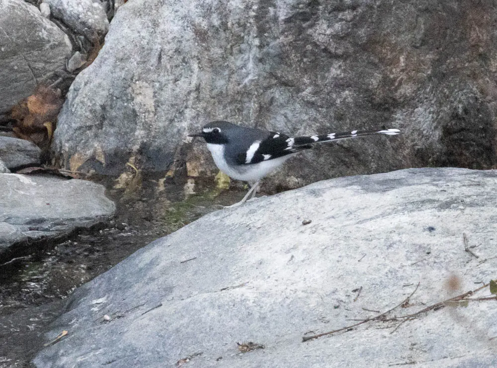 灰背燕尾(Enicurus schistaceus)