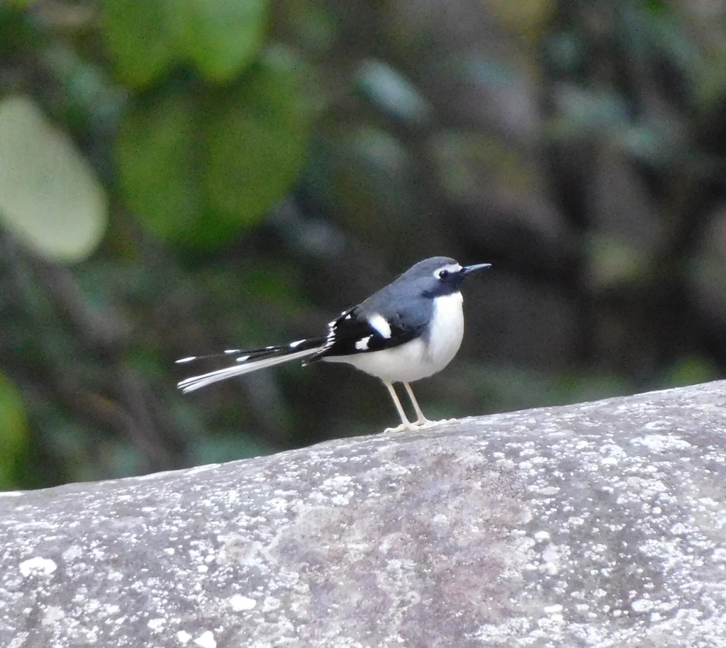 灰背燕尾(Enicurus schistaceus)
