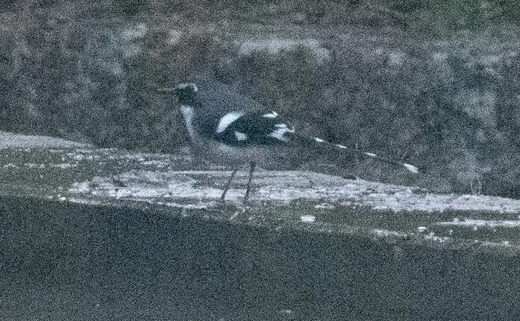 灰背燕尾(Enicurus schistaceus)
