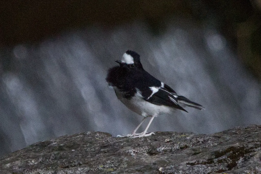 小燕尾(Enicurus scouleri)