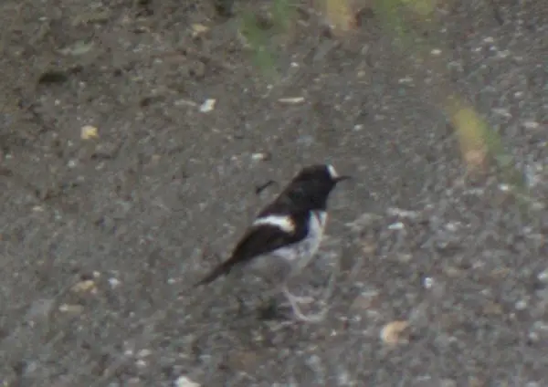 小燕尾(Enicurus scouleri)