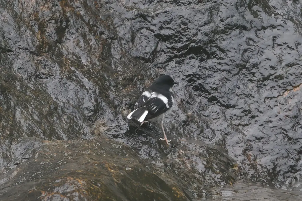 小燕尾(Enicurus scouleri)
