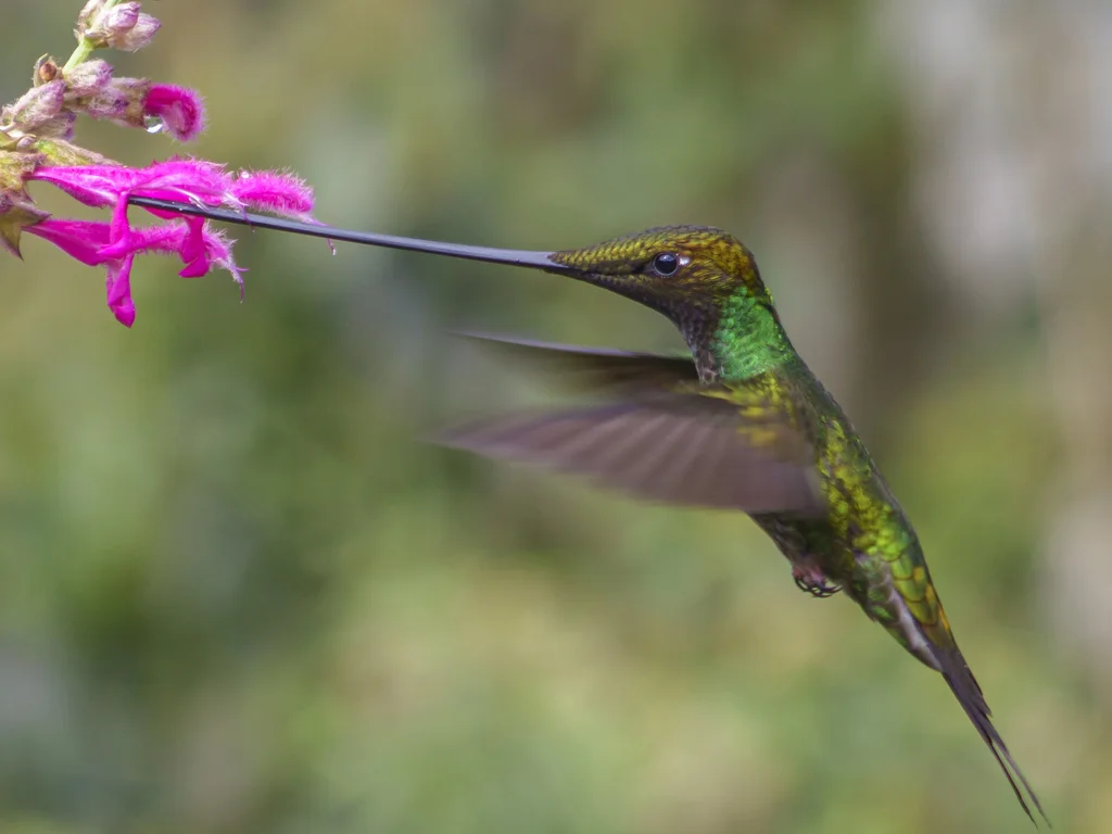 剑嘴蜂鸟(Ensifera ensifera)