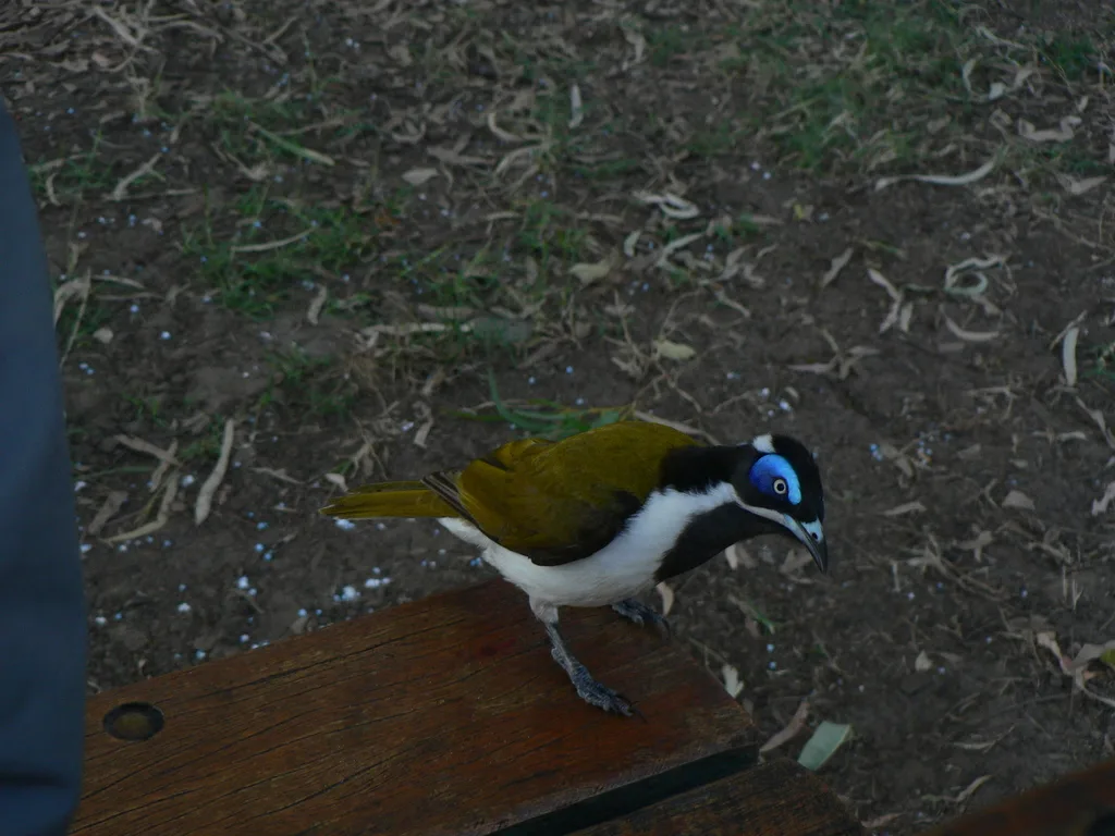 蓝脸吸蜜鸟(Entomyzon cyanotis)