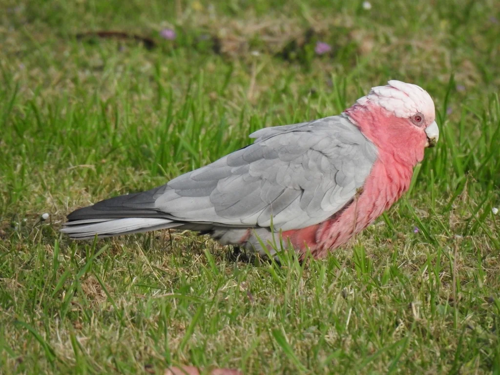 粉红凤头鹦鹉(Eolophus roseicapilla)