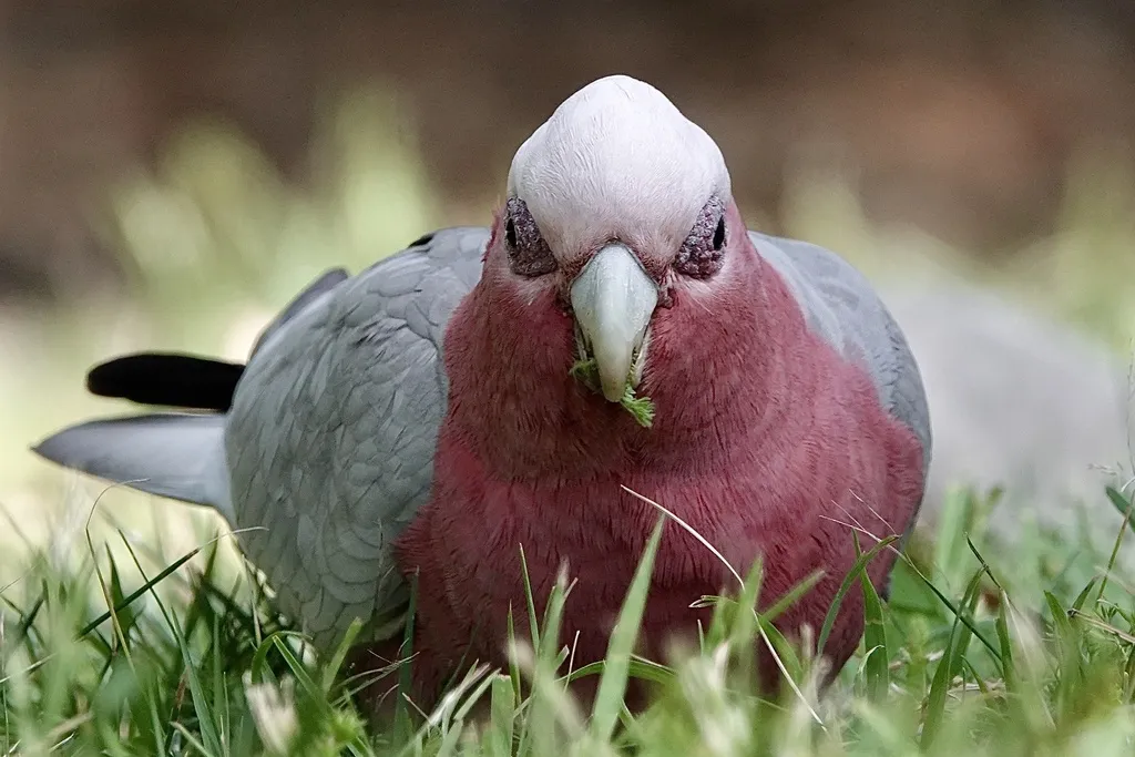 粉红凤头鹦鹉(Eolophus roseicapilla)