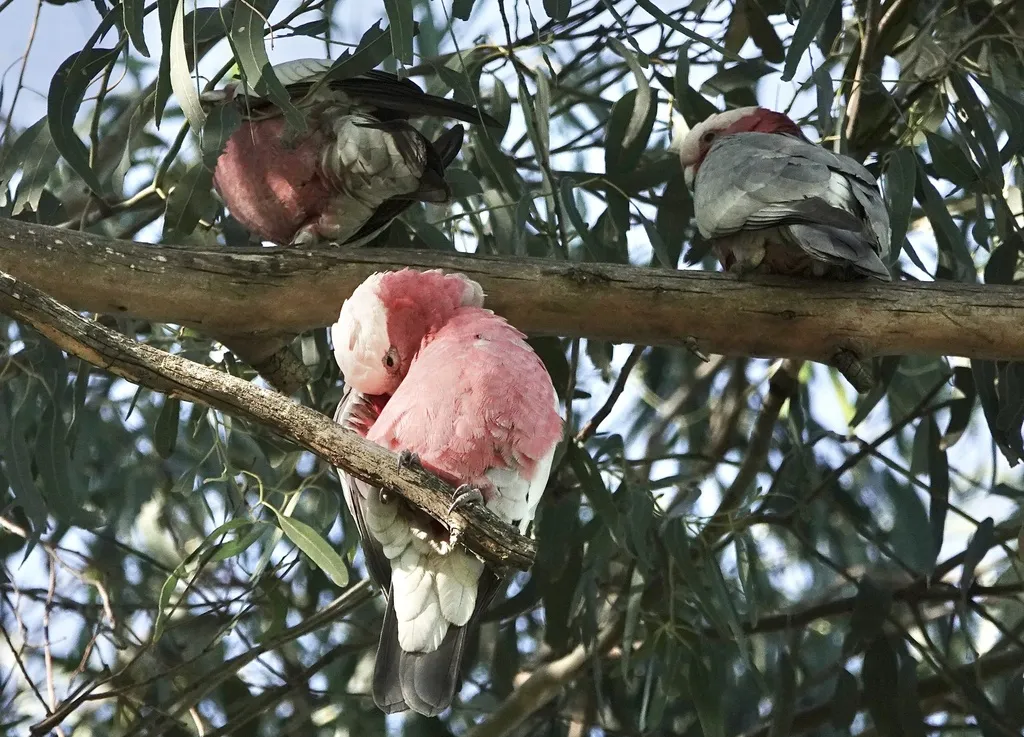粉红凤头鹦鹉(Eolophus roseicapilla)