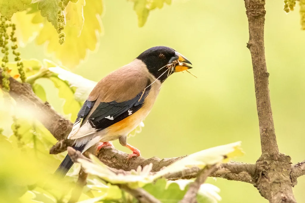 黑尾蜡嘴雀(Eophona migratoria)