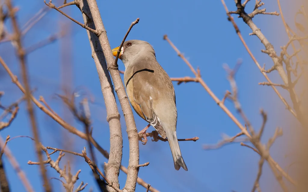 黑尾蜡嘴雀(Eophona migratoria)
