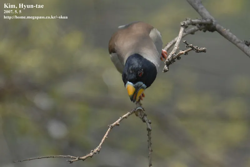 黑尾蜡嘴雀(Eophona migratoria)