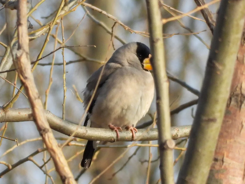 黑头蜡嘴雀(Eophona personata)