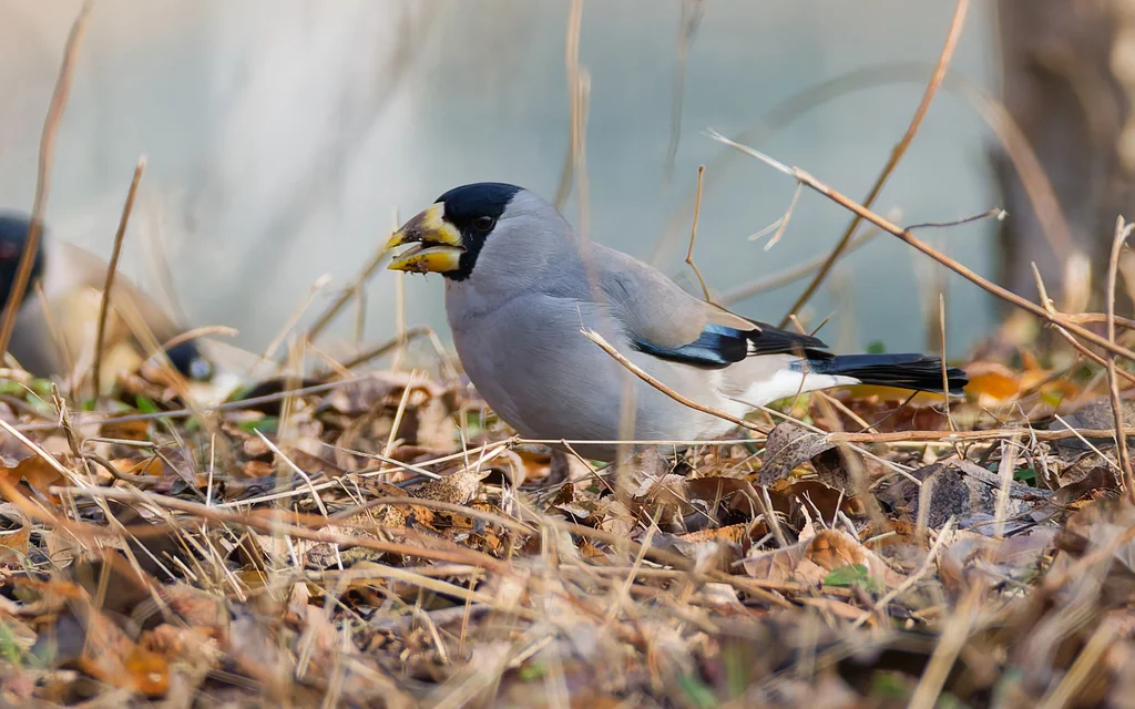 黑头蜡嘴雀(Eophona personata)