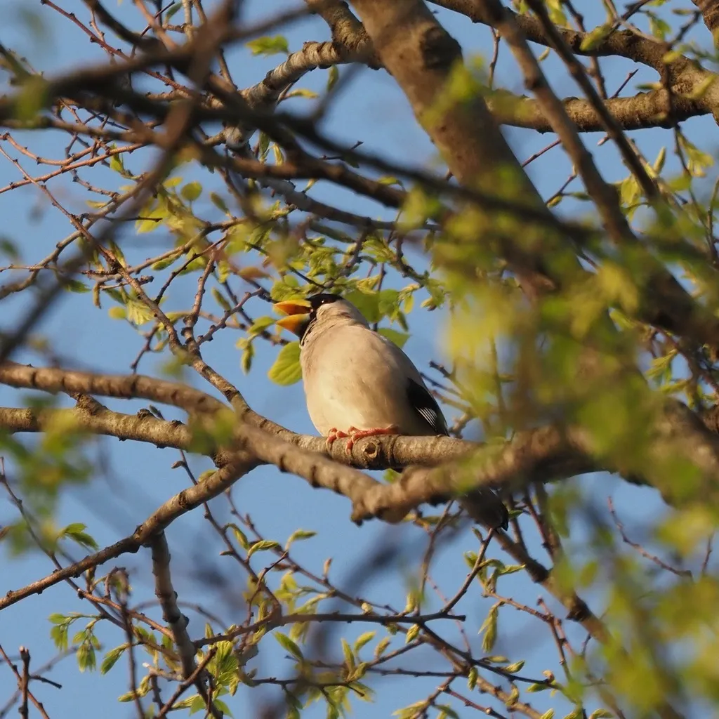 黑头蜡嘴雀(Eophona personata)