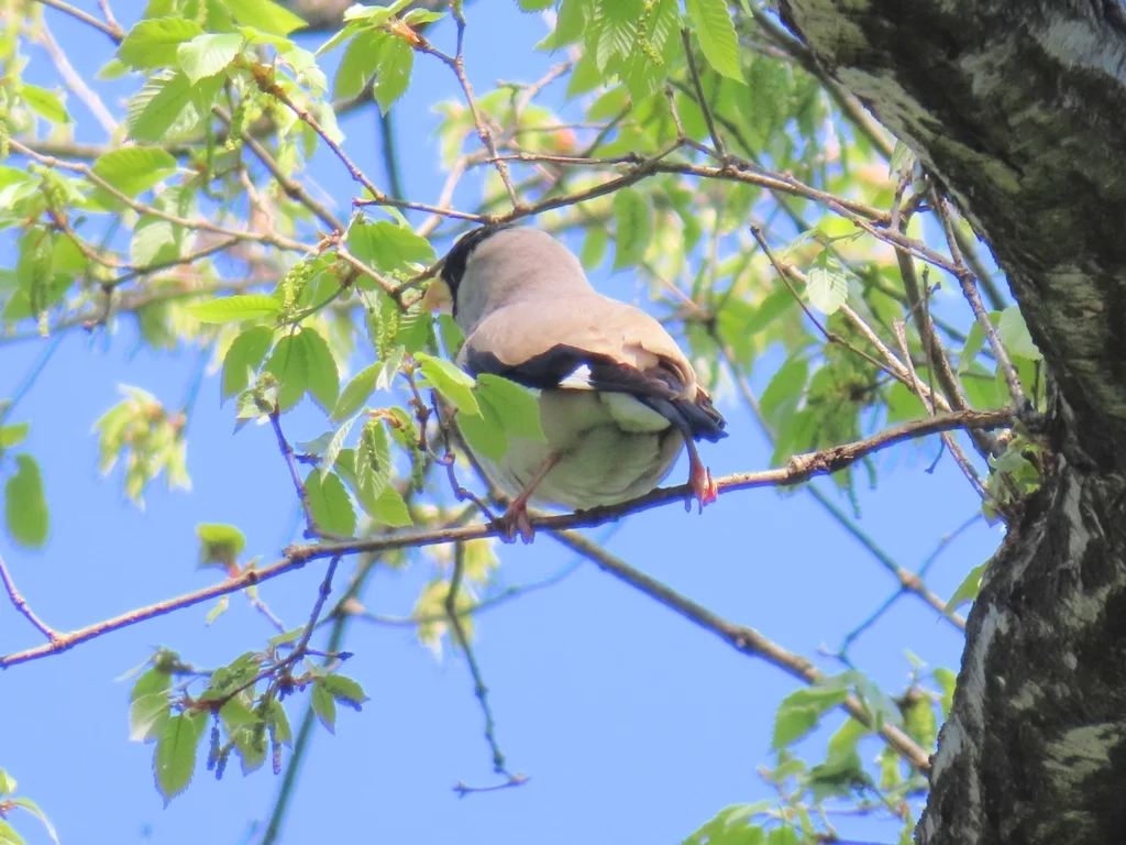 黑头蜡嘴雀(Eophona personata)