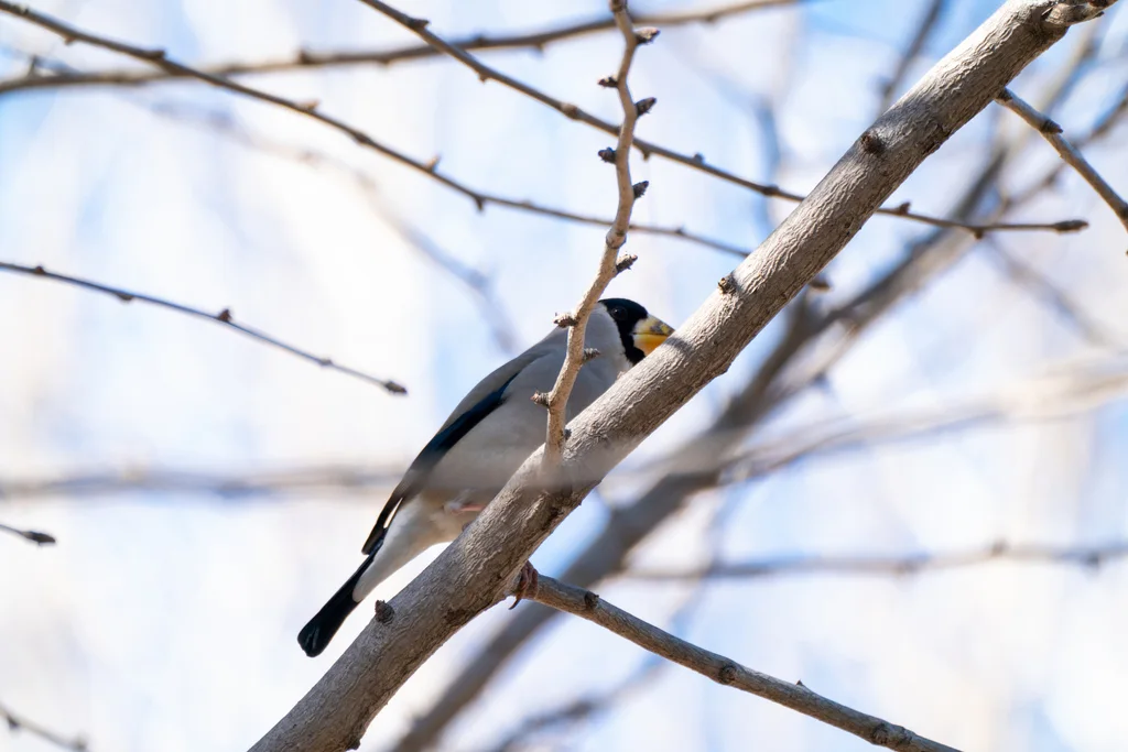 黑头蜡嘴雀(Eophona personata)