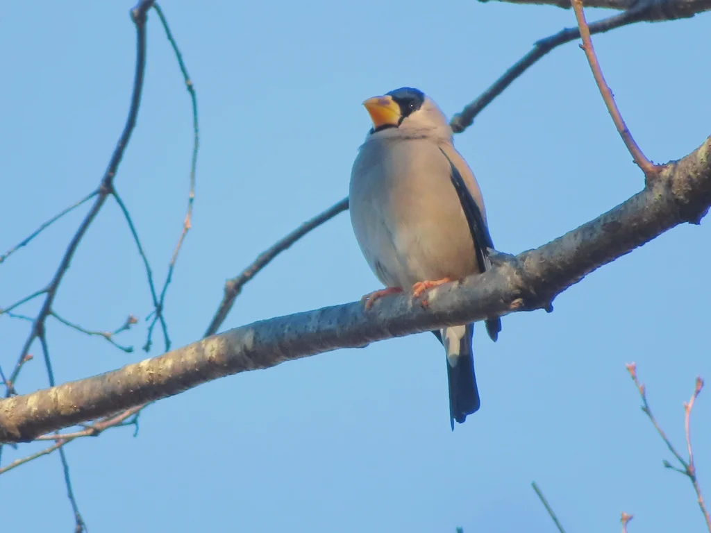 黑头蜡嘴雀(Eophona personata)