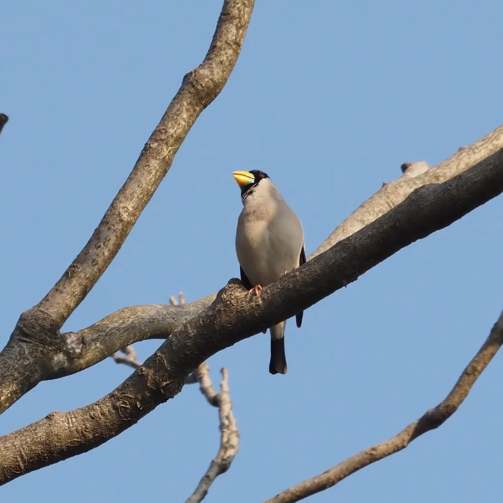 黑头蜡嘴雀(Eophona personata)