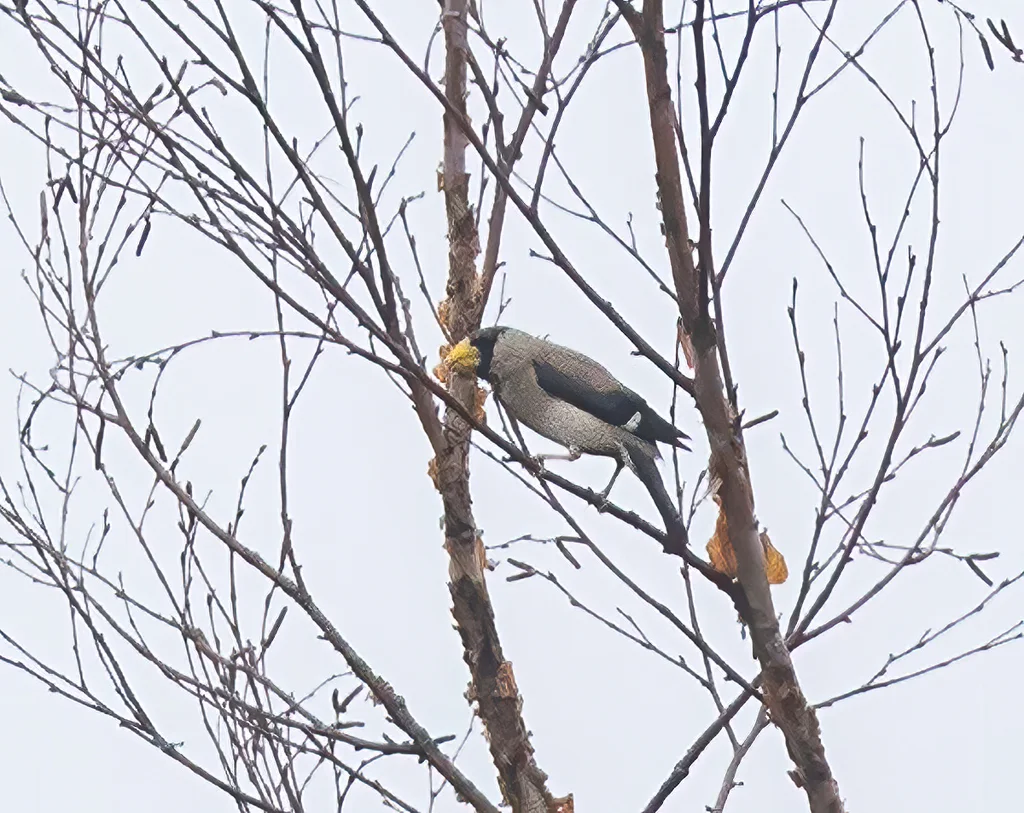 黑头蜡嘴雀(Eophona personata)