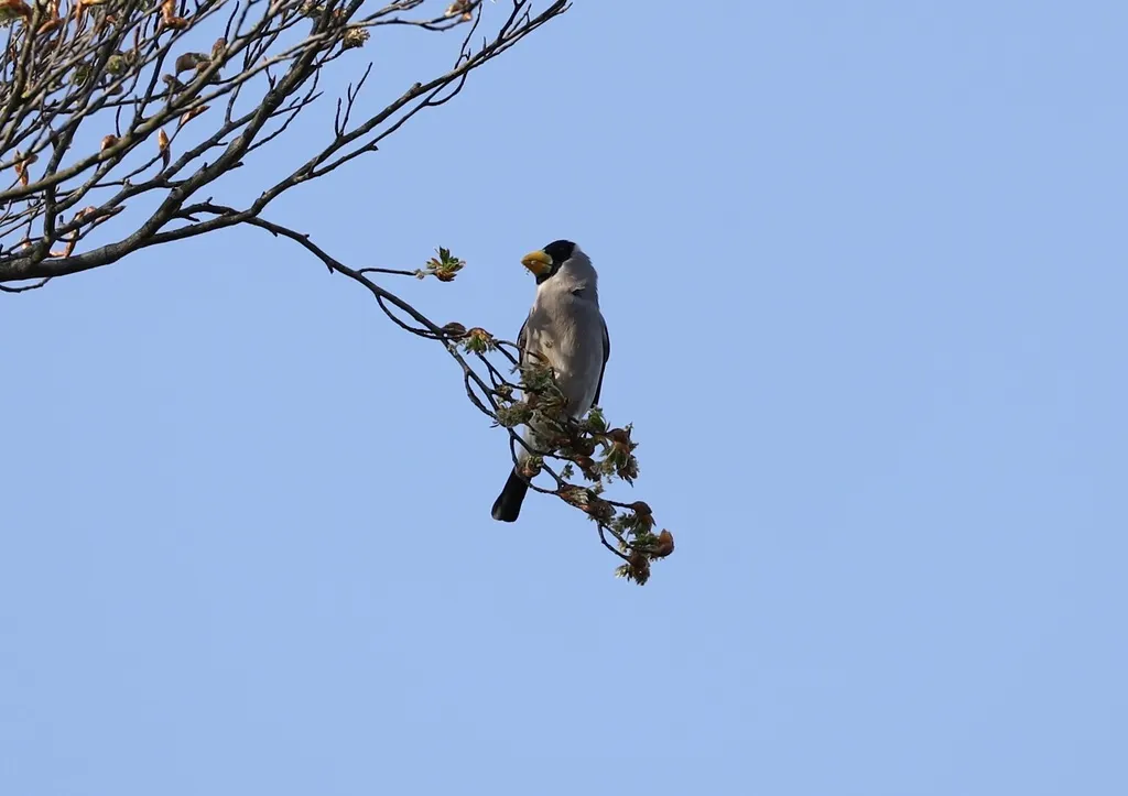 黑头蜡嘴雀(Eophona personata)