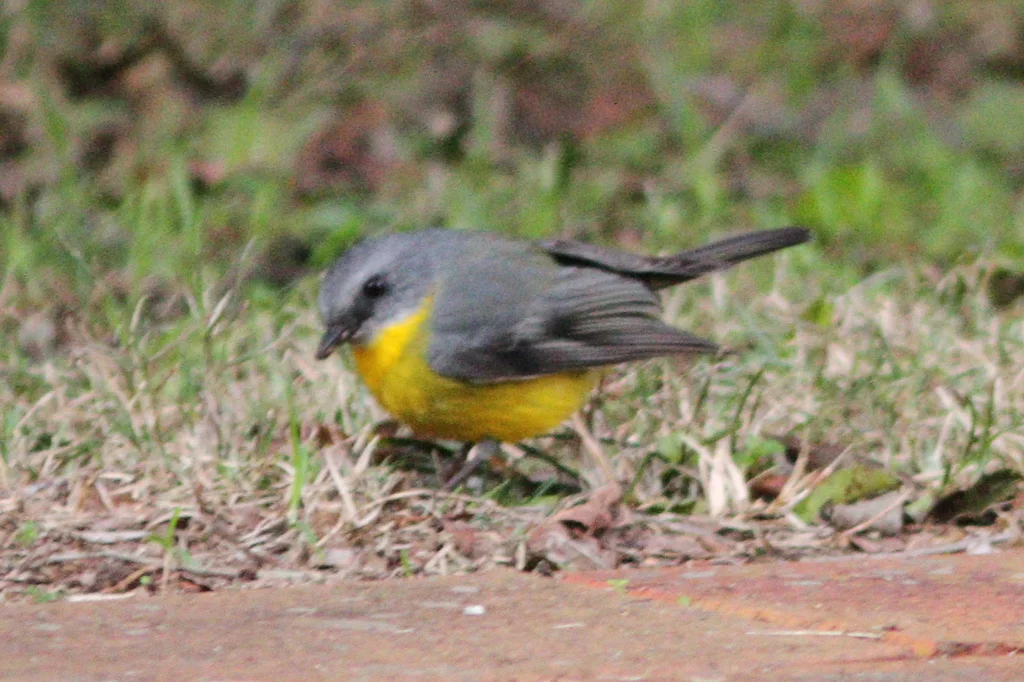 东黄鸲鹟(Eopsaltria australis)
