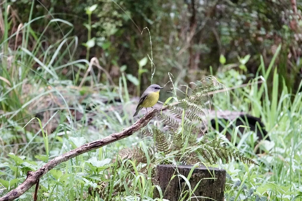 东黄鸲鹟(Eopsaltria australis)