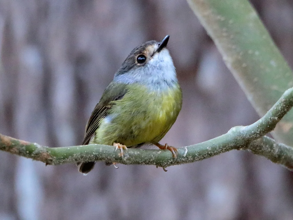 淡黄歌鸲鹟(Eopsaltria capito)