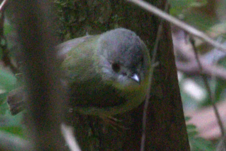 淡黄歌鸲鹟(Eopsaltria capito)