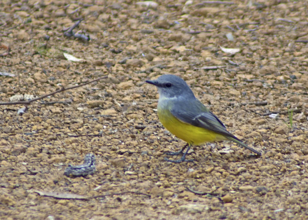 西黄鸲鹟(Eopsaltria griseogularis)