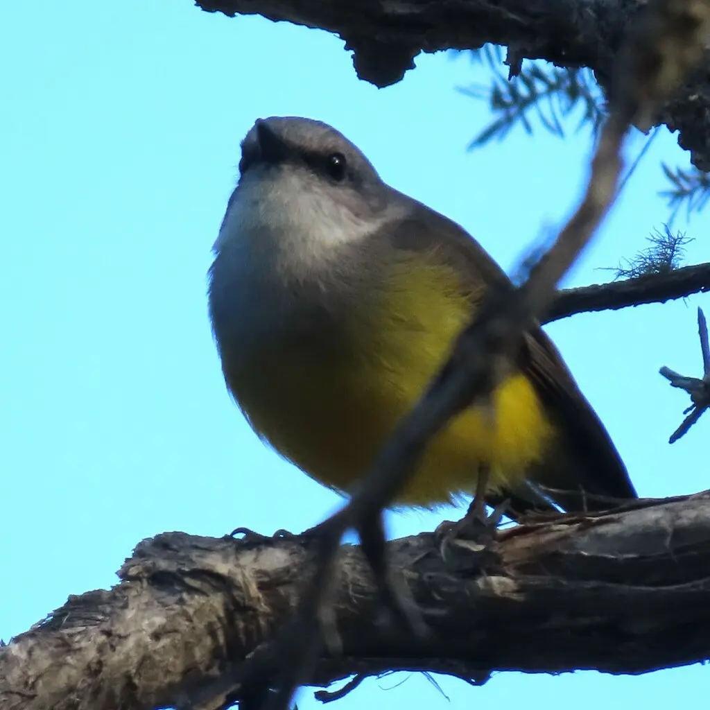 西黄鸲鹟(Eopsaltria griseogularis)