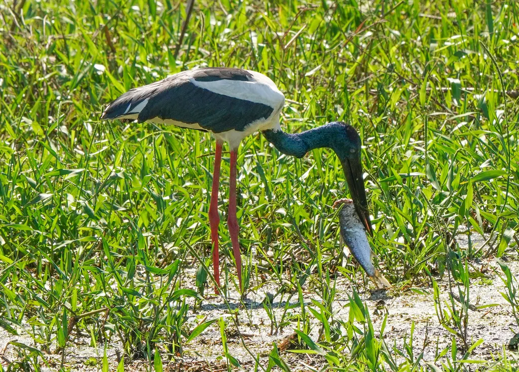 黑颈鹳(Ephippiorhynchus asiaticus)