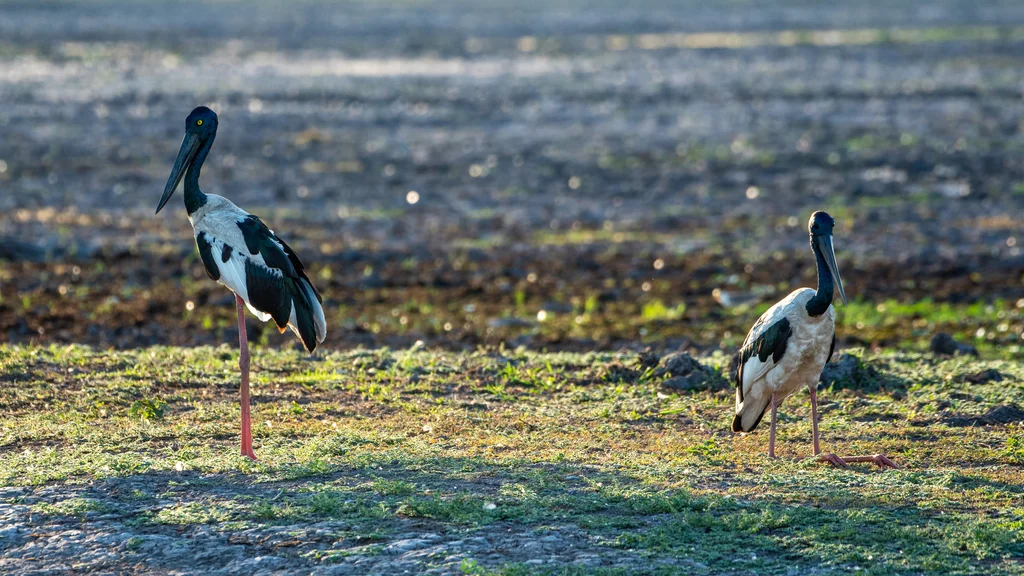 黑颈鹳(Ephippiorhynchus asiaticus)