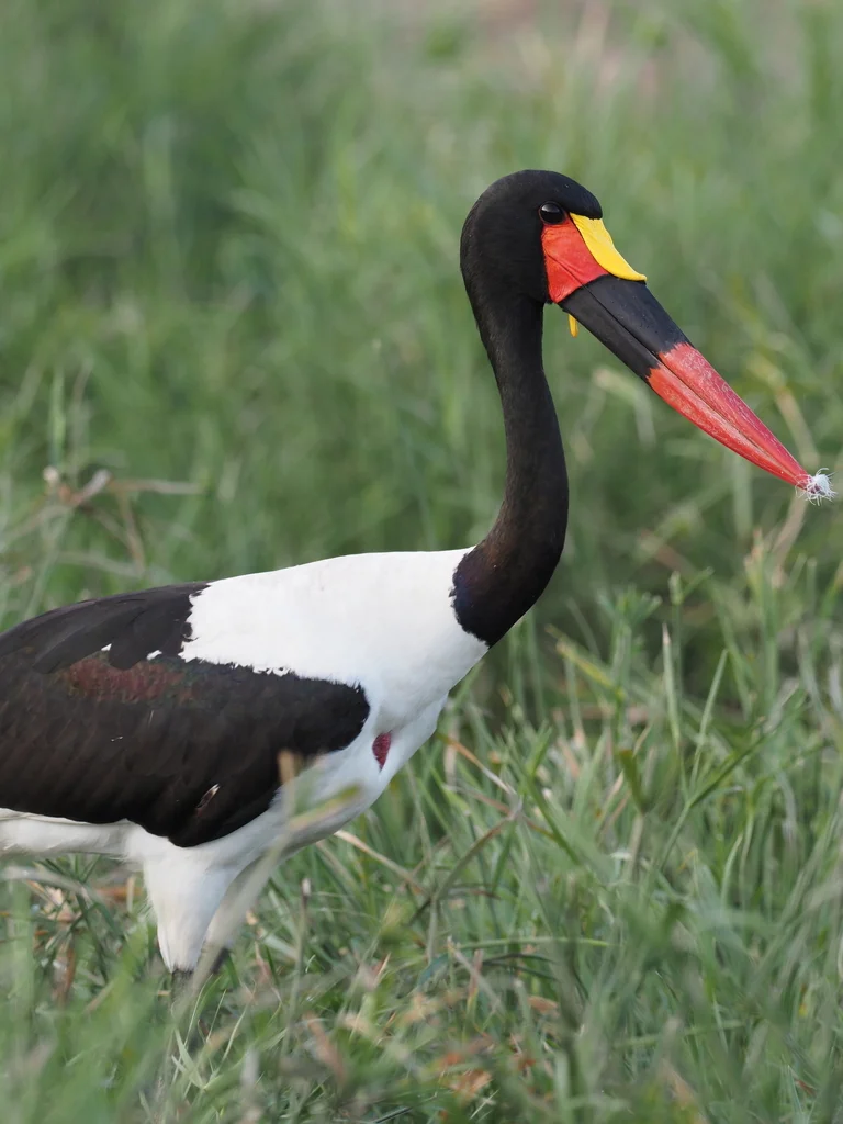鞍嘴鹳(Ephippiorhynchus senegalensis)