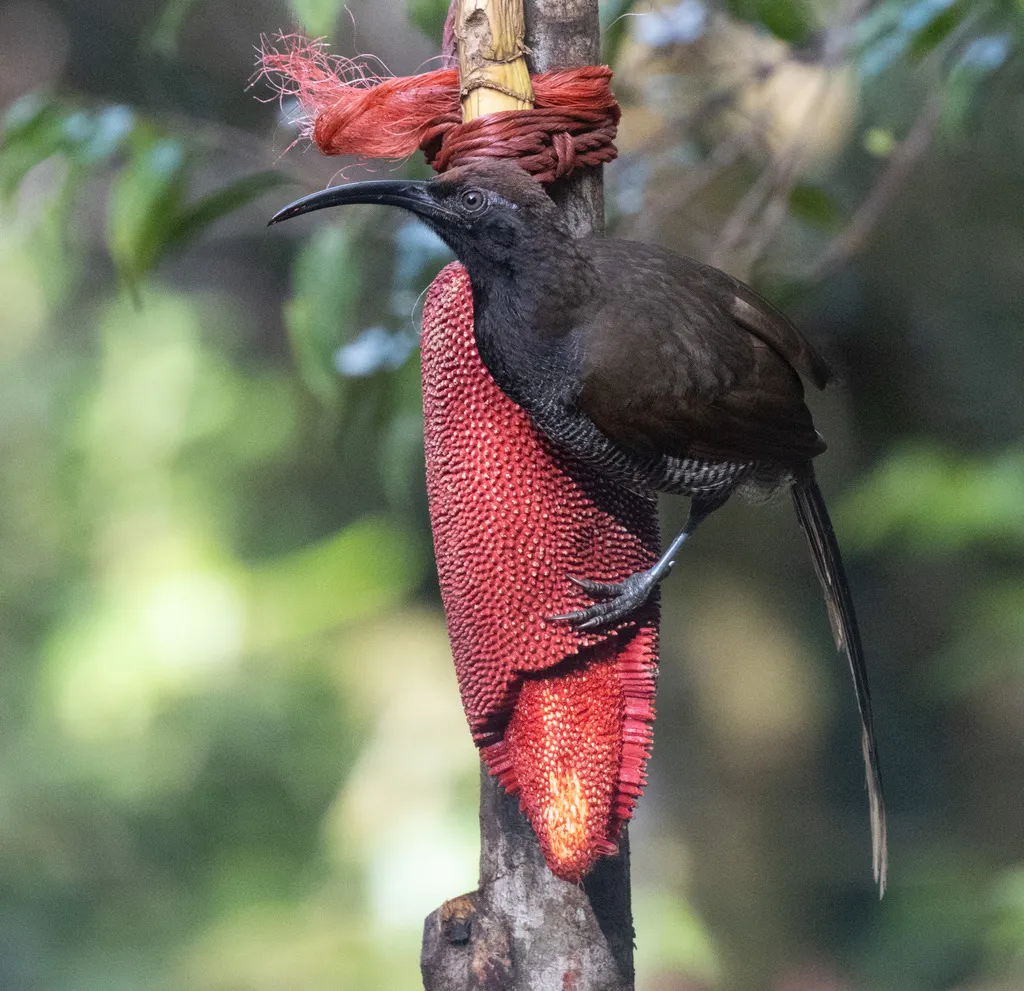 黑镰嘴风鸟(Epimachus fastosus)