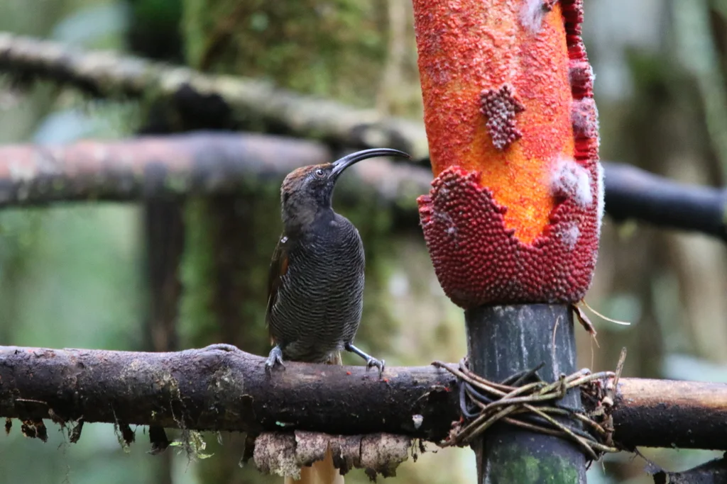 黑镰嘴风鸟(Epimachus fastosus)